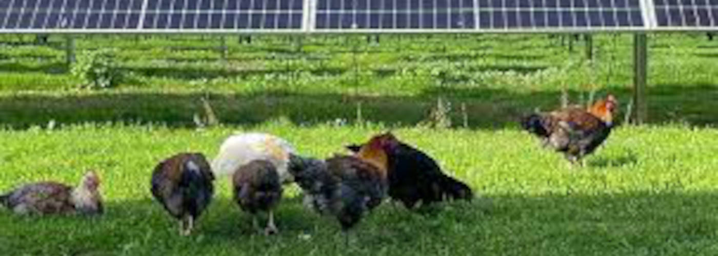 Featured Image for WRIGHTWAY FARMING LLC